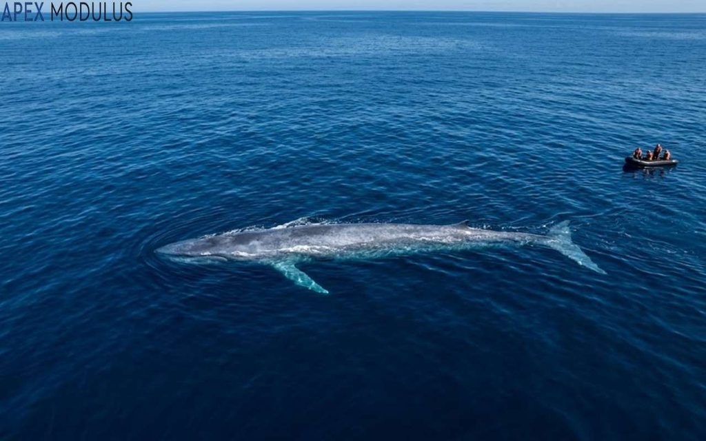 An aerial view of a massive 100 feet blue whale swimming just beneath the surface of deep blue open ocean water, beside a small black inflatable boat carrying passengers.